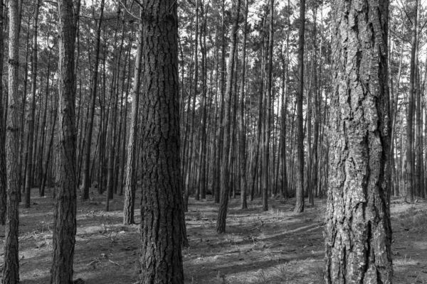Forest 1